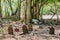 Tombstones at ancient creepy abandoned maldivian cemetery in the forest jungles at the island Manadhoo the capital of Noonu atoll