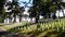 Tombstones in a hillside along with huge trees