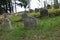 Tombstones on Jewish cemetery in OlÅ¡any near JindÅ™ichuv Hradec