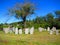 Tombstones under tree in a graveyard