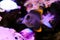 Tomini surgeonfish - Ctenochaetus tominiensis