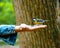 Tomtit titmouse bird eating seeds from a human hand. Feeding birds in parks. Preserving nature and ecology concept