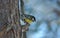 Tomtit on a tree in winter forest.