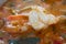 Tomyum kung, famous Thai\'s food