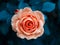 Tone rose background. Rose background.