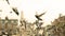 Toned beige wallpaper with many pigeons in flight, blurred background, sunny day, Amsterdam