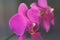 Toned blooming background made of close up view of magenta colored orchid phalaenopsis.Close