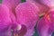 Toned blooming background made of close up view of magenta colored orchid phalaenopsis.Close up view of beautiful orchid flowers i