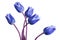Toned blue tulip flowers isolated on a white