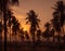 Toned image of a beautiful sunset on the background of silhouettes of palm