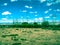 Toned image of exotic shrubs growing in the savanna against mountains and the sky