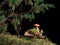 Toned image of a lone mushroom growing in moss near the bark against the background of branches