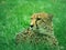 Toned image of lying cheetah closeup