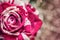 Toned photo of rose for valentineÂ´s or birtday day, background photography of flower of love, vintage