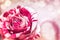 Toned photo of rose for valentineÂ´s or birtday day, flower of love, vintage