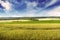 Toned photo wheat field and blue sky in vintage style