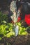 Toned photo of woman digging out lettuce with metal spade