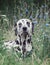 Toned portrait of a cute dog dalmatian laying in the field of fl