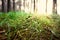 Toned shot of green grass covered by dew at sunny day in forest