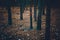 Toned shot of scary dark forest with burnt tree trunks