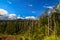 Tongariro wild forest and bushes of Central Plateau`s Tongariro National Park in New Zealand, green trees and plants