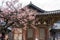 Tongdosa temple and Plum Blossom