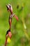 Tongue Orchid Serapias strictiflora flowers over a weed green background