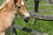 Tongue out Foal next to wooden fence