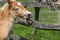 Tongue out Foal next to wooden fence