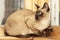 Tonkinese cat