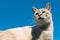 Tonkinese cat against clear blue sky