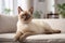 Tonkinese cat in cozy room