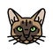 tonkinese cat cute pet color icon vector illustration