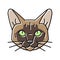 tonkinese cat cute pet color icon vector illustration