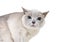A Tonkinese cat with a grumpy expression and large dilated pupils