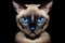 Tonkinese Cat On Isolated Transparent Background