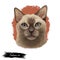 Tonkinese cat, Male Tonkinese Cat isolated on white. Domestic cat breed, crossbreeding between Siamese and Burmese. Digital art