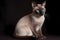 Tonkinese cat - Originated in Canada (Generative AI)