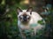 The Tonkinese Cat\\\'s Enchantment in an Emerald Garden