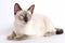 Tonkinese Cat On White Background. Generative AI