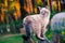 Tonkinese cat on a wooden swing