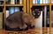 TONKINESE DOMESTIC CAT, ADULT RESTING NEAR BOOKCASE