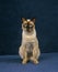 TONKINESE DOMESTIC CAT, ADULT SITTING