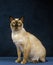 Tonkinese Domestic Cat, Adult sitting against Blue Background