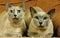 Tonkinese Domestic Cat, Adults laying