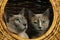 Tonkinese Domestic Cat, Adults standing in Basket