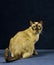 Tonkinese Domestic Cat, Female sitting against Black Background