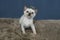 Tonkinese Kitten at Play