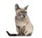 Tonkinese sitting, isolated (18 months old)
