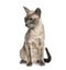 Tonkinese sitting, isolated (18 months old)